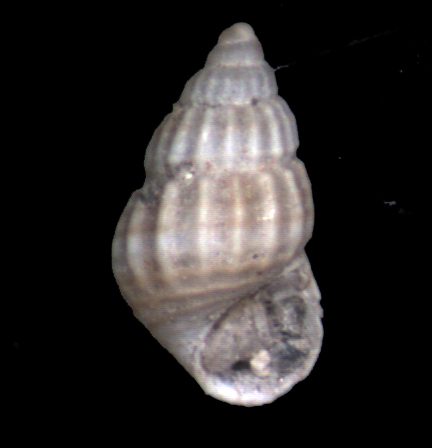 Alvania peloritana